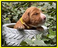 Haven Gambler 2 weeks individual 171