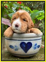 Haven Gambler 3 weeks individual 251