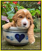 Haven Gambler 3 weeks individual 261