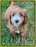 Haven Gambler 6 weeks individual 321