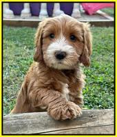 Haven Gambler 7 weeks individual 371