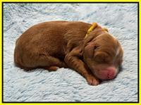 Haven Gambler newborn individual 171