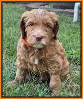 Haven Gambler 6 weeks individual 341