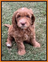 Haven Gambler 7 weeks individual 361