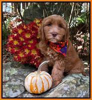Haven Gambler 8 weeks individual 111