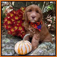 Haven Gambler 8 weeks individual 121