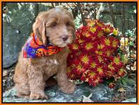 Haven Gambler 8 weeks individual 131