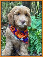 Haven Gambler 8 weeks individual 151