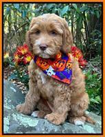 Haven Gambler 8 weeks individual 161