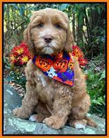 Haven Gambler 8 weeks individual 181