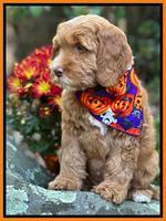 Haven Gambler 8 weeks individual 201