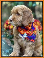 Haven Gambler 8 weeks individual 211
