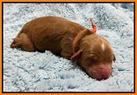 Haven Gambler newborn individual 191