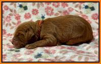 Haven Gambler one week individual 211