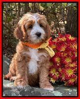 Curry family: PENNY 8 week Weight 9 lb 4 oz