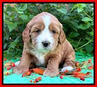 Haven Gambler 4 weeks individual 321