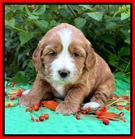 Haven Gambler 4 weeks individual 341