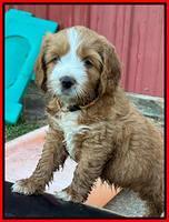 Haven Gambler 6 weeks individual 371