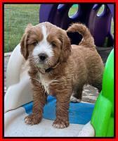 Haven Gambler 6 weeks individual 391