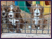 Haven Gambler 6 weeks individual 411