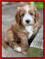 Haven Gambler 7 weeks individual 411