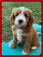 Haven Gambler 7 weeks individual 421