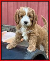 Haven Gambler 7 weeks individual 441
