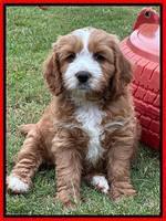 Haven Gambler 7 weeks individual 561