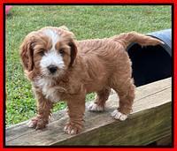 Haven Gambler 7 weeks individual 571