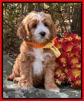 Haven Gambler 8 weeks individual 39382