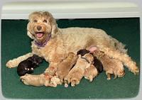Hunnie Checkers Rebel 1 week old 251