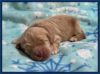 Hunnie Checkers Rebel 1 week old 11