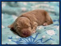 Hunnie Checkers Rebel 1 week old 21