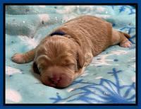 Hunnie Checkers Rebel 1 week old 31