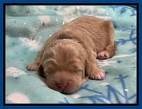 Hunnie Checkers Rebel 1 week old 41