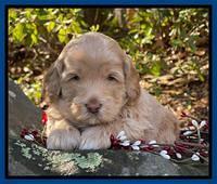 Hunnie Checkers Rebel 4 week old 11