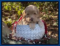 Hunnie Checkers Rebel 4 week old 61