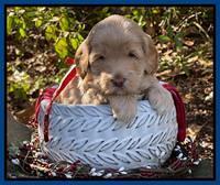 Hunnie Checkers Rebel 4 week old 71