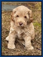 Hunnie Checkers Rebel 5 week old 41
