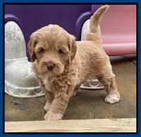 Hunnie Checkers Rebel 5 week old 61