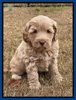 Hunnie Checkers Rebel 5 week old 71