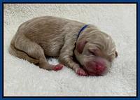 Hunnie Checkers Rebel Newborn 1 5