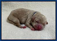 Hunnie Checkers Rebel Newborn 1 6