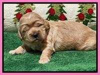 Hunnie Checkers Rebel 2 week old 101