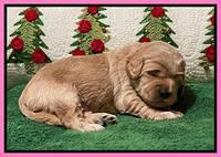 Hunnie Checkers Rebel 2 week old 111