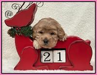 Hunnie Checkers Rebel 3 week old 91