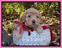 Hunnie Checkers Rebel 4 week old 151