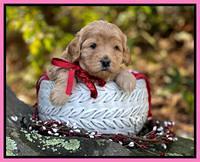 Hunnie Checkers Rebel 4 week old 181