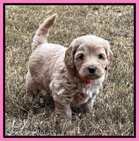 Hunnie Checkers Rebel 5 week old 121