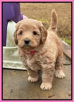 Hunnie Checkers Rebel 5 week old 91